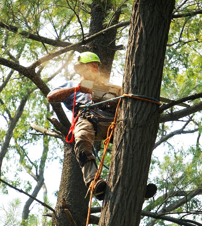Arboristtjänster i Stockholm