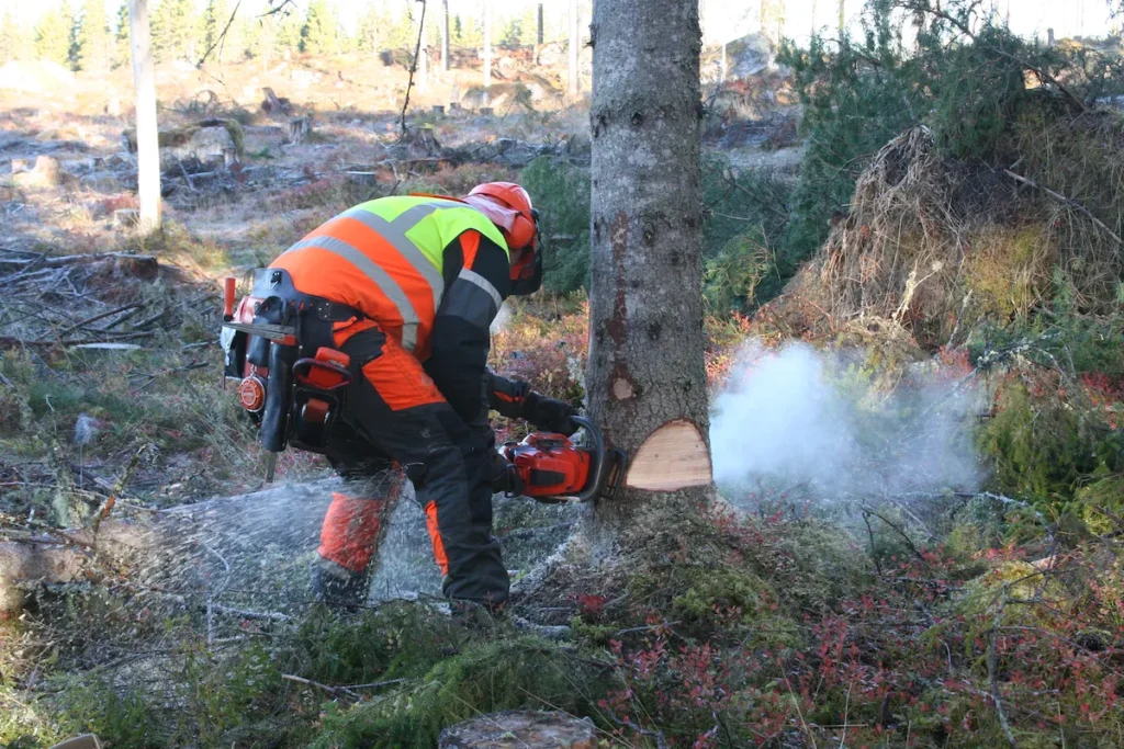 Trädfällning med MT Skog